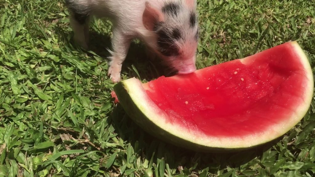 Can Guinea Pigs Eat Watermelon?