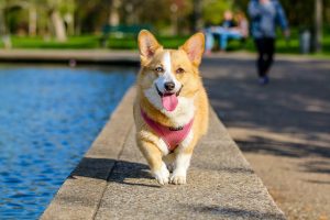 4 Facts Cause Seizures in Dogs