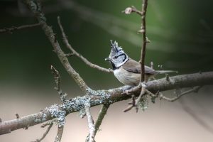 A Kind Goblin Birds