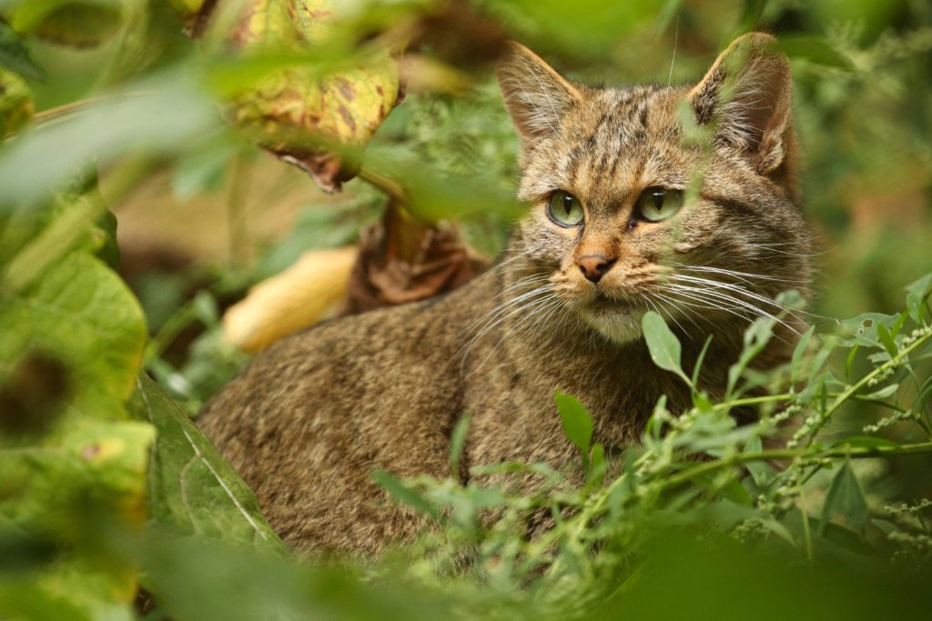 A Profile of the Highlander Cat