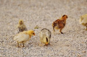 Baby Chicken Names