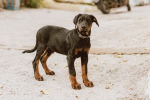 Best Male Doberman Names