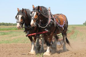 Between Percheron And Clydesdale