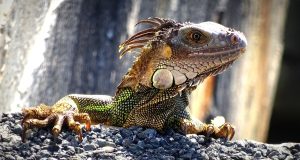 Can Bearded Dragons Eat Apples