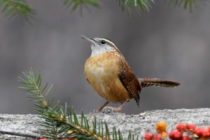 Carolina Wren