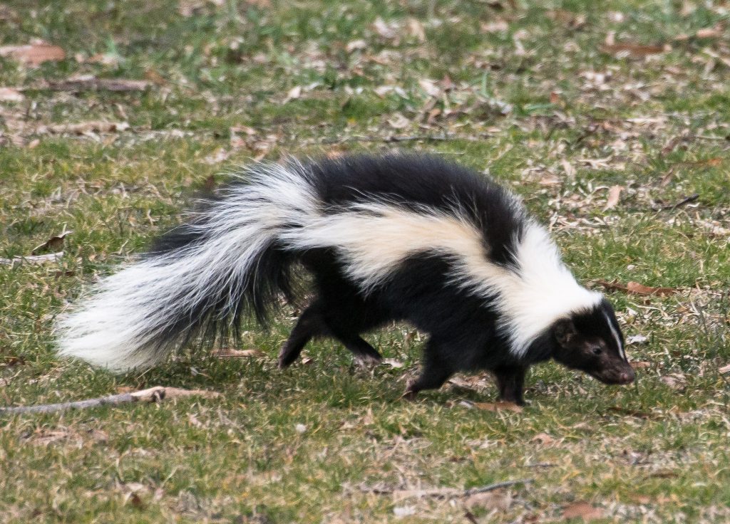 Creative ways to use skunk names