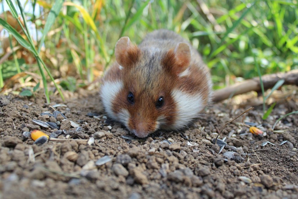 Dwarf Hamsters and Dwarf Hamster Cages