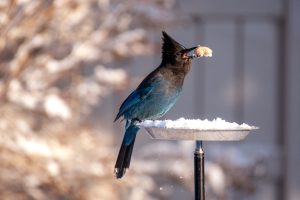 Facts About The Jian Bird