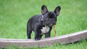 French Bulldog Labradoodle Mix