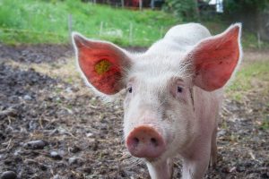 Funny Guinea Pig Names