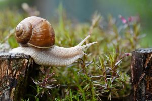 Funny Snail Names