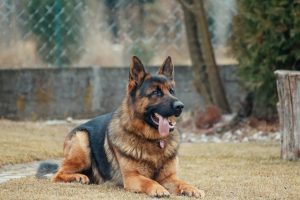 German Shepherd Great Dane Mix