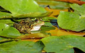 Green Frog Names 