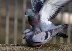 How Do Birds Mate 5 Mating Habits of Different Birds