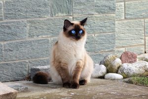 Lilac Level Siamese Cat