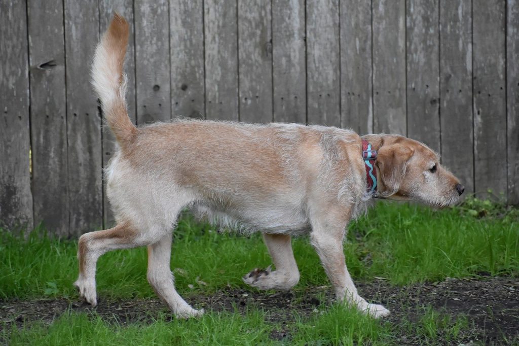 Names for a Girl Labradoodle