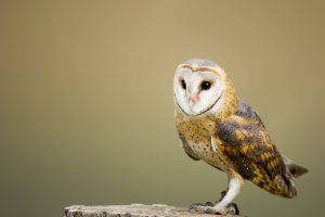 Owls Diet (Explained)