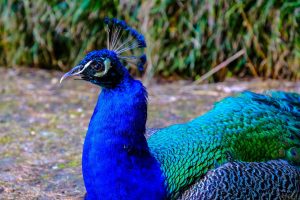 Peacock Sound Are Female Peafowls Loud