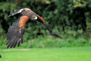 Purple-tailed Hawk