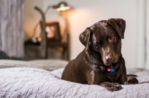 Reasons why Dogs Scratch Their Beds