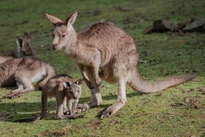 Reasons why people may think that kangaroos can swim