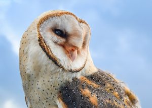 Snowy Owl Names