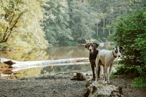 Tall Skinny Dogs - 4 Amazing Tall Skinny Dogs