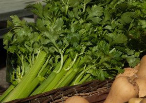 Types of Tortoises That Can Eat Celery (2)