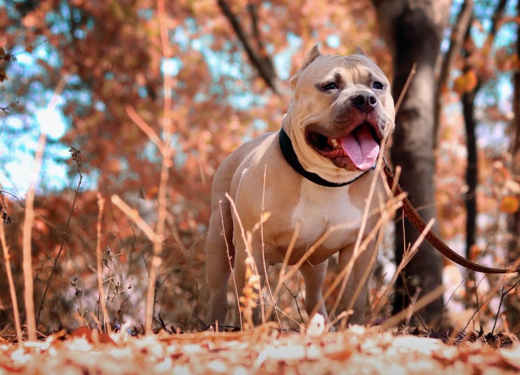 Unique Pitbull Names