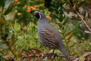 Where Should You House Your Button Quail