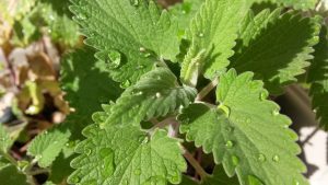 Why Are Cats Attracted To Catmint