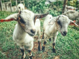 Why Celery Is Important To Your Goats