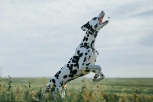 long haired dalmatian 