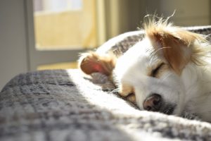 5 Signs That Your Pet is Sick – FAQs