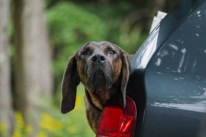 Why Do Canines Get Chiggers