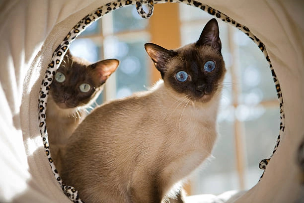 220 Unique and Elegant Names for Your Siamese Cat Companion