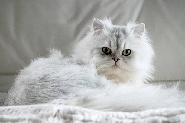 200 Elegant and Unique Names Perfect for Your Persian Cat