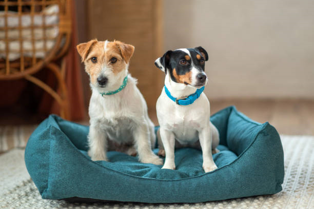 Prime Picks: Delight Your Dog with 2024’s Top 5 Bed Selections at Incredible Amazon Discounts