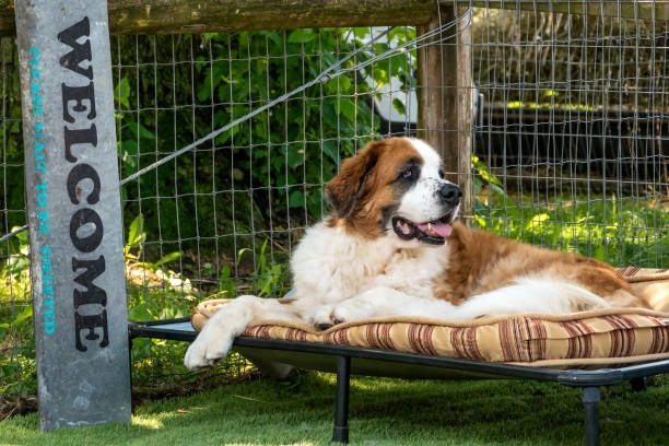 Discover Top 5 Dog Beds for Summer 2024 with Amazon’s Curated Selection