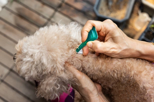 Shielding Fido: Unveiling 2024’s Top 5 Flea and Tick Prevention for Dogs with Amazon’s Exclusive Offerings