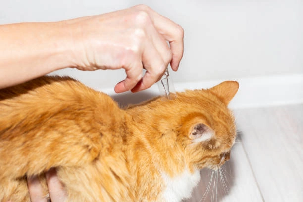 Cat Vigilance: Explore Top 5 Flea and Tick Prevention for Cats in 2024 on Amazon