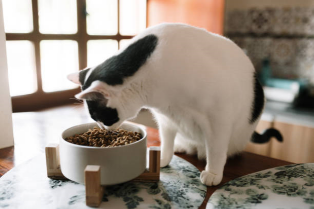 Amazon’s 2024 Pet Feeding Marvels: Unveiling Top 5 Premium Pet Bowls