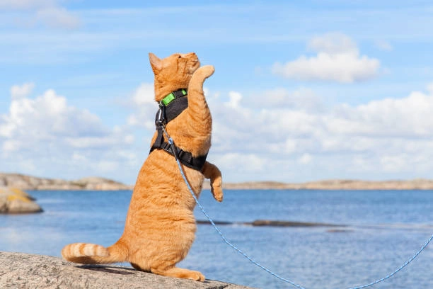 Feline Freedom: Premier Top 5 Cat Harnesses of 2024, Revealed with Exclusive Amazon