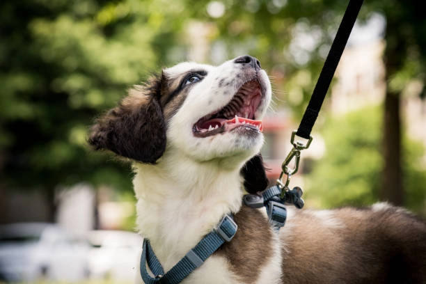 Canine Comfort: Unveiling 2024’s Top 5 Dog Harnesses with Amazon’s Exclusive Highlights