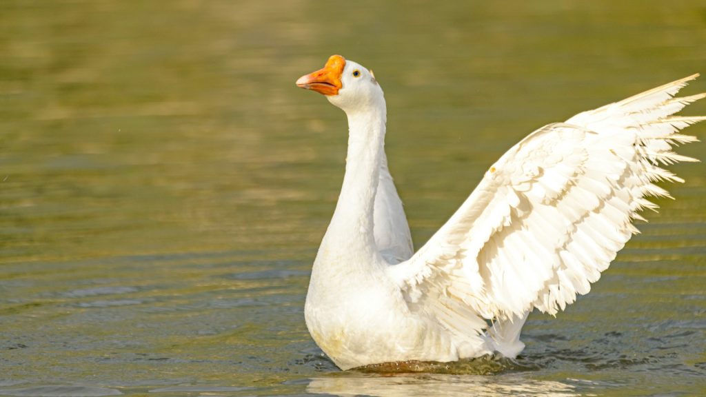 300+ Cute, Good, Famous, And Funny Goose Names