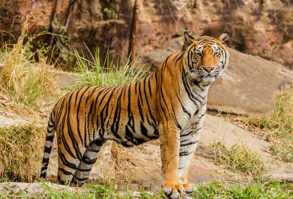 500+ Cute, White, Famous And Badass Tiger Names