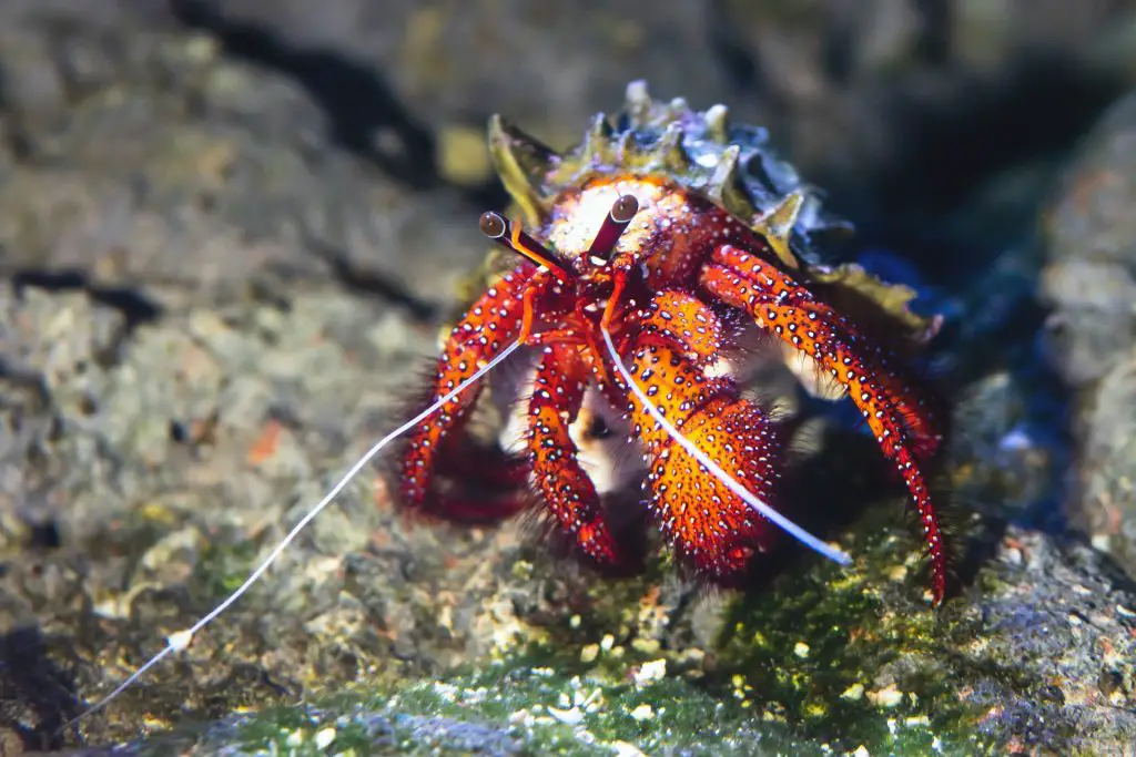 400+ Cute, Unique, Good And Best Hermit Crab Names