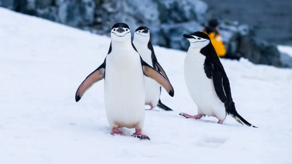 356 Cute, Baby, Funny And Famous Penguin Names
