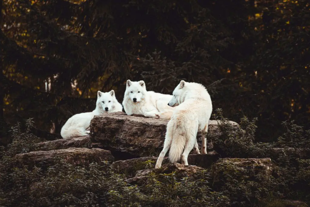 400+ Cute, Cool, And Badass Wolf Names