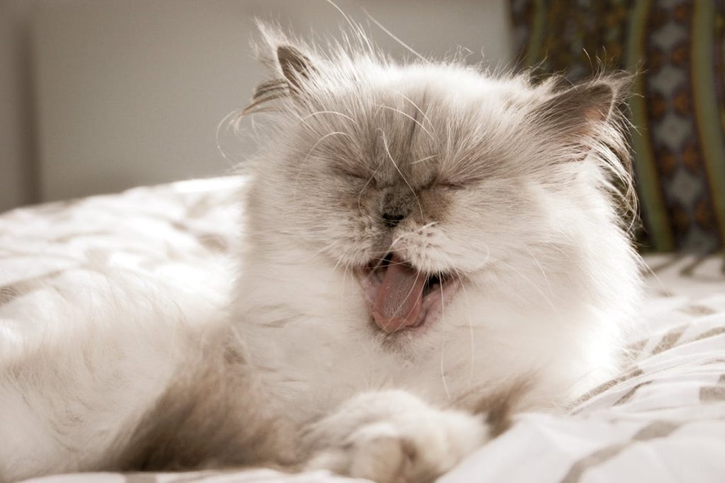 14-year-old Cat So Happy to Be Doted on Again